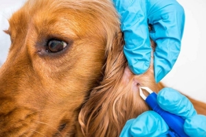 BESNİ-ADIYAMAN Parazit Tedavisi