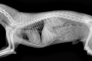 BESNİ-ADIYAMAN Röntgen ve Laboratuvar Testleri